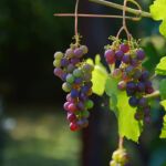 Grapes