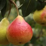 Pear